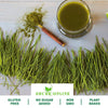 Wheat Grass Powder [Immunity Boost, Natural superfood, No added sugar] - Shudh Online