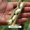 White Kaunch beej, Konch Seed, Safed Koch, Alkushi, Kauch, Mucuna Pruriens, Velvet Beans, Kapikachhu, Cowhage - Shudh Online