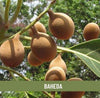 Baheda fruit, Bibhitaki Sabut, Bahera Whole for Eating, Hair Growth, Tanikaya (Terminalia Belerica, Beleric Myrobalan) - Shudh Online